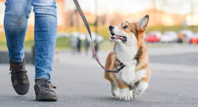 Як довго ви повинні вигулювати свою собаку