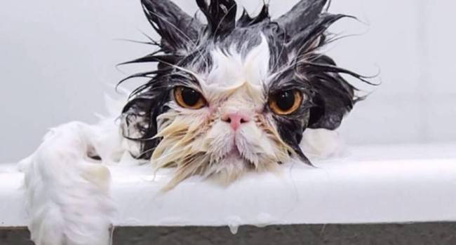Чому кішки ненавидять воду