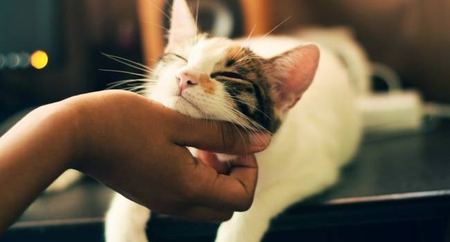 8 речей, які любить ваша кішка