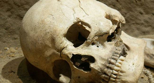 12 интересных фактов о ваших костях