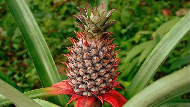 6 полезных свойств ананаса для здоровья