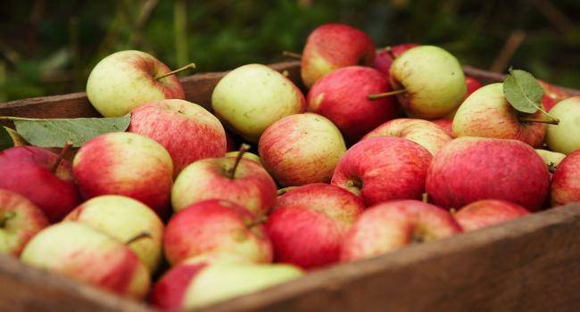 Развеян миф о пользе яблок