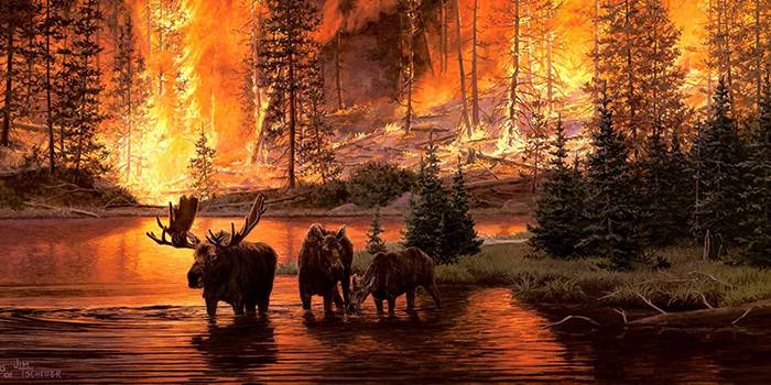 Последствия лесных пожаров для окружающей среды