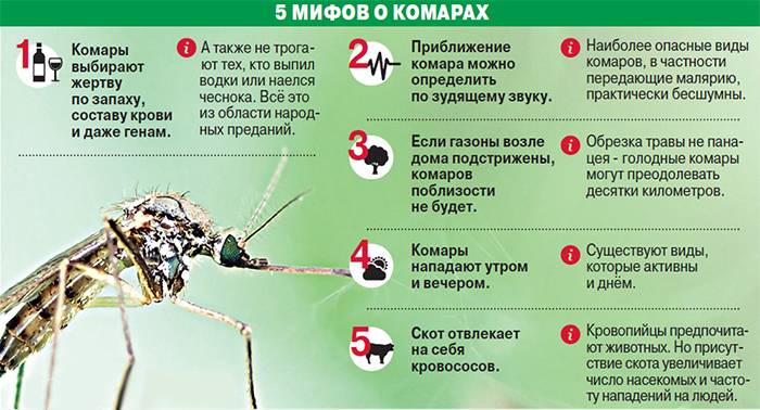 Как отпугнуть комаров 