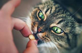 Витамины для старых кошек