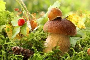 В чем опасность съедобных лесных грибов