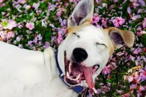 Как сделать вашу собаку счастливой