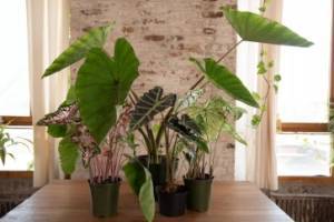 10 комнатных растений с большими листьями