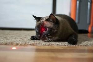 Безопасны ли для кошки лазерные указки