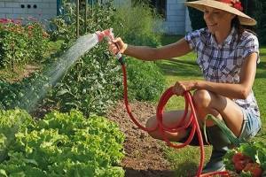 Как часто следует поливать огород