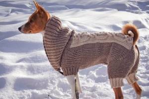 Следует ли одевать собаку в холодную погоду