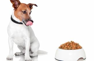 Нормы кормления собак сухим кормом