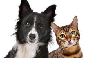 Удивительные факты о кошках и собаках, которых вы не знали