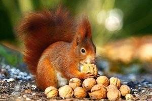 Как правильно есть орехи