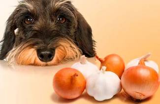 10 человеческих продуктов, которые опасны для вашей собаки