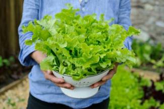 Как хранить салат, чтобы он оставался свежим более двух недель