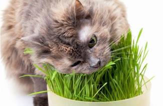 Витамины для кошек с кальцием