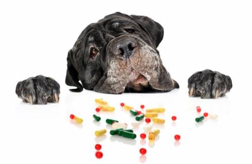 Витамины для пожилых собак