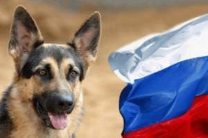 12 пород собак, выведенных в России