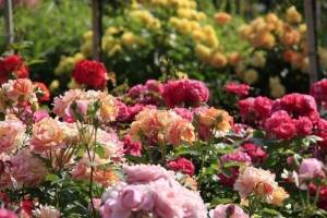 15 видов роз для вашего сада