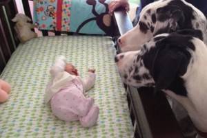 Как подготовить собаку к появлению в доме новорожденного
