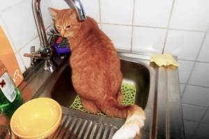 Как помешать вашей кошке гадить в раковину или ванну