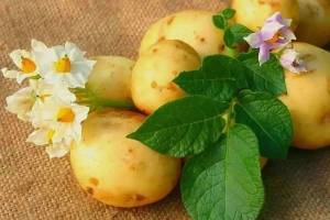 Что диетологи говорят о пользе картофеля