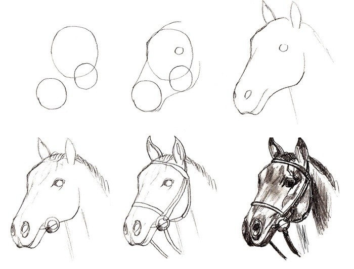Как нарисовать лошадь пошаговые инструкции