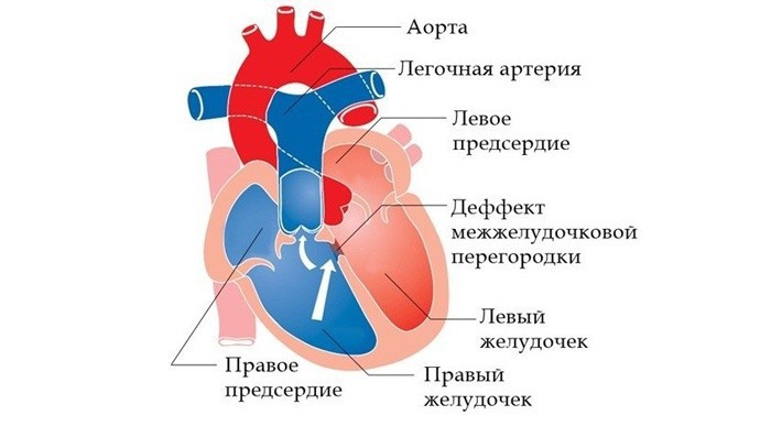 Анатомия сердца
