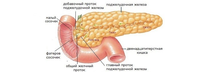 Сколько кругов можно сидеть на диете 6 лепестков