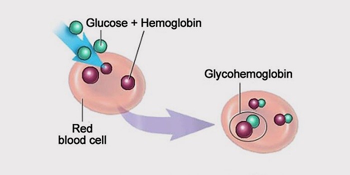 Анализ крови на гликозилированный гемоглобин