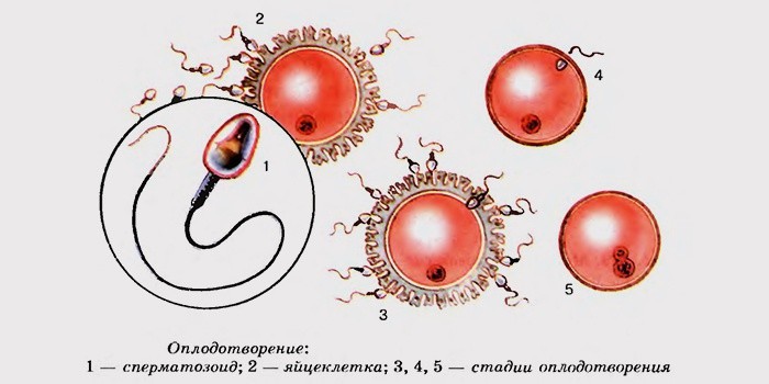 Как сделать сперматозоиды более подвижным Как сделать сперматозоиды более подвижным