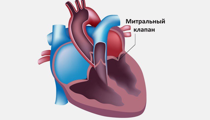 Митральный клапан