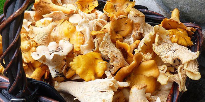 Как посолить лисички в домашних условиях вкусно 819 Как посолить лисички в домашних условиях вкусно 470