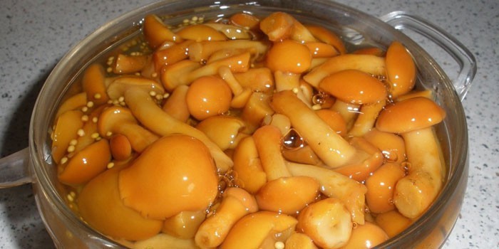 Соление грибов в домашних условиях