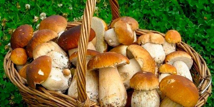 Как мариновать белые грибы на зиму - рецепты с фото