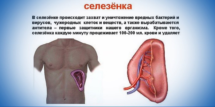 Селезенка болит у беременных 38