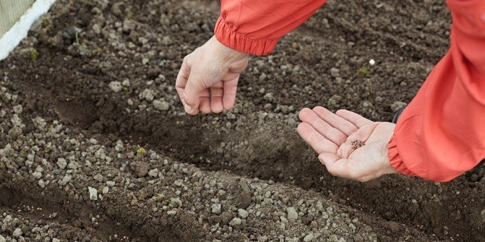 Какие цветы посадить в августе на даче, сажаем многолетние Посадка цветов осенью какие цветы сажают осенью; осенняя