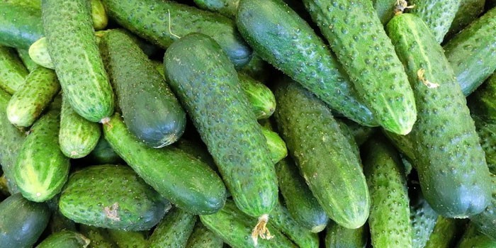 Самый урожайный сорт огурцов для подмосковья Самый урожайный сорт огурцов для подмосковья