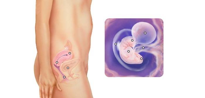 Плод на 5 неделе беременности