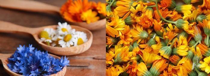 Отвары из календулы и ромашки почистят кишечник