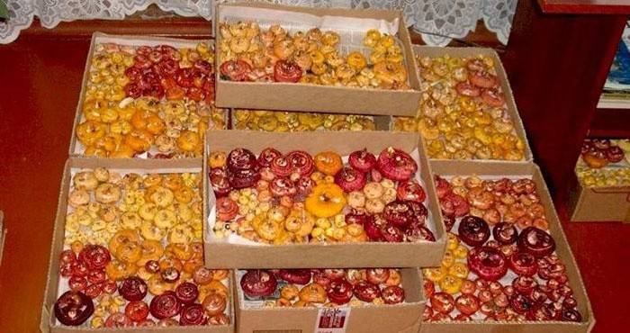 Детки гладиолусов, подготовленные к хранению на балконе