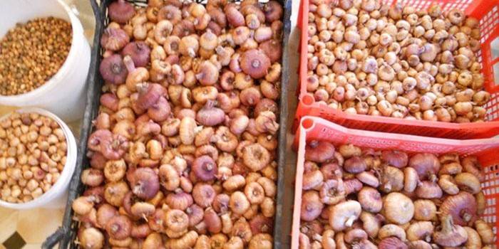 Гладиолусы, правильно подготовленные к хранению