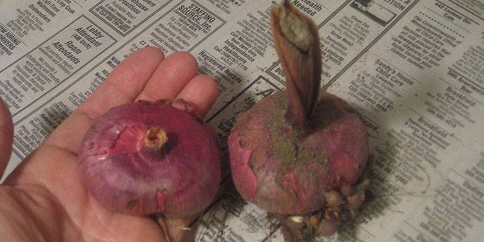 Гладиолусы, подготовленные к хранению на зиму