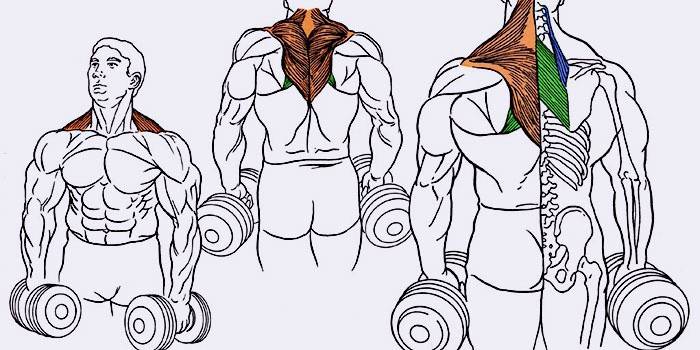 Укрепление мышц тяжелыми гантелями