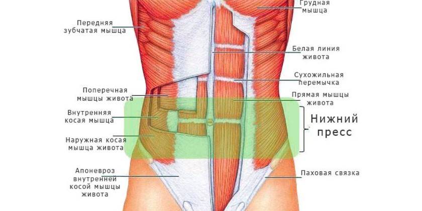Схема брюшных мышц
