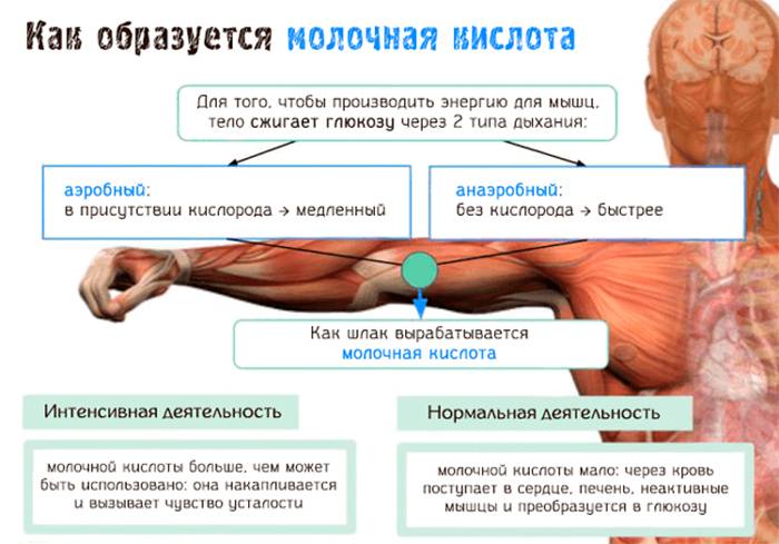 Как образуется молочная кислота в мышцах