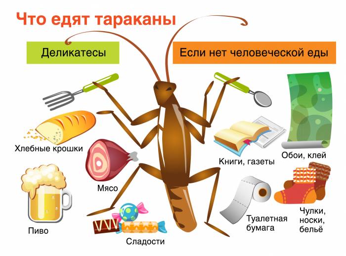 Что едят тараканы