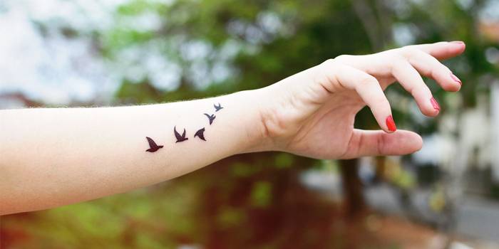Птицы на руке