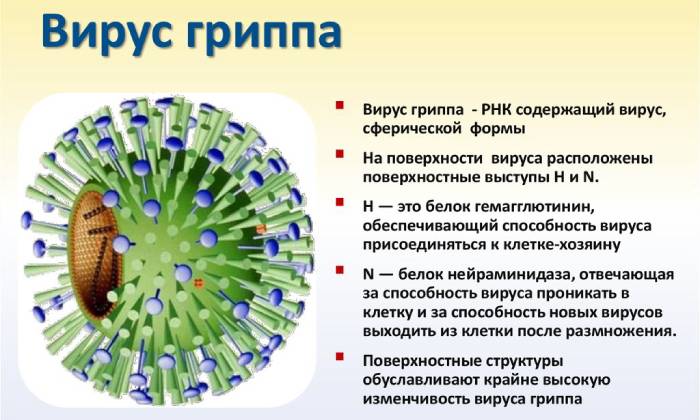 Описание вируса гриппа